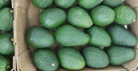 AVOCADO HASS, caliber 14-20, 4 kg box, origin Morocco
