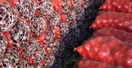 cipolla fresca: Origine: Siria. Varietà: cipolla dorata Misure: tutte