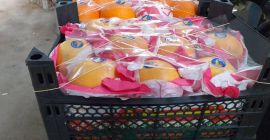 продават на едро количества портокали от Сирия. Калибър 3-4,