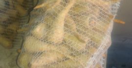 Здраво, морам продати око 1,5 т першуна, комерцијалног калибра.