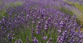 Sprzedajemy rośliny Lavander, Lavandula Angustifolia, odmiana Blue Scent, 6