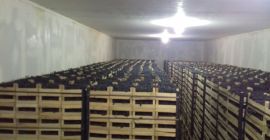 Poamă Moldova, natürliches Obstgartenprodukt. Keine gebrochenen Trauben, hohe Qualität.