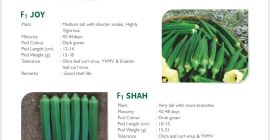 Bhendi ( Okra leaf curl ) Dark green Good