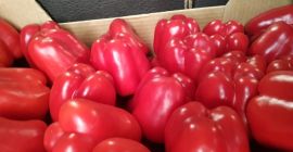 Red, green, yellow peppers, country of origin Spain, caliber