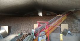 Я продам картофель: Гонората и Телец. Около 900 тонн.