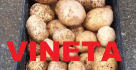 Продаем VINETA картофель желтый размер 45+ упаковка Биг Бэг