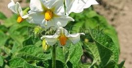 Наш продукт является лучшим в мире. Все размеры и