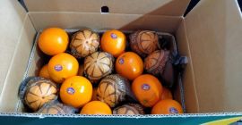 Најбоља наранча од Еигпт-а за сок и најбоља пупчана