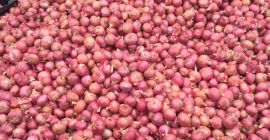 Све врсте извозног лука који су доступни из Индије