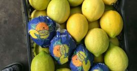 Лимонов сорт Lamas произход Турция, клас 1, калибър 3.4,