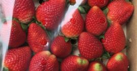 Ще продам ягода, внос от Испания, максимум 4 палета,