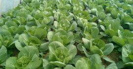 Young white cabbage for the end of April and