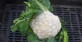 Млади карфиол (мај 2019) Понуда за продају Млади карфиол