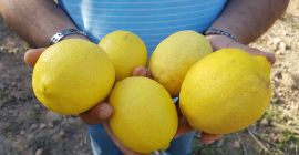 Citrom, fajta Eureka Origin Marokkó Calibers: 3/4/5/6 Csomagolás: 15