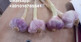 происхождение: египет сорта: (белый) в наличии упаковка свежего чеснока: