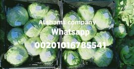 свежа ајсберг салата Порекло: Египат Доступност: свежа ајсберг салата