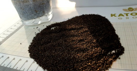 Sweet Basil Seeds - great quality! Better that Chia
