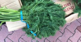 Fresh dill from Iran for sale packed in 20