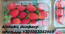 ( Alshams company for general import and export )