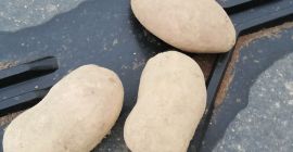 Ich werde Kartoffeln für den Export verschiedener Sorten verkaufen,