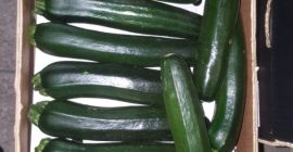 ZUCCHINI / COURGETTE - kaliber 14-21cm / 21-30cm -