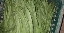 FLAT GREEN BEANS HELDA EXTRAFINE / FINE / MEDIUM