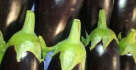 MELANZANE LUNGHE / FLUIDO MELANZANE FLOW PACK - scatola