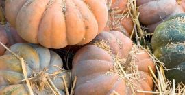 MUSCAT DI ZUCCA - calibro 7kg +, scatola /