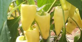 WHITE CORN PEPPER – caliber 40-60 50-70 70-90 –