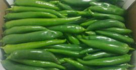 RED / GREEN HOT PEPPER(CHILI) –without caliber – carton
