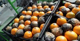 Die Elbadr-Exportfirma wird Valencia-Orangen verkaufen. Karton mit 15 kg