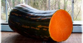 Zucca Langer di Napoli