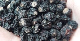 На продају имам око 1000 кг сушене црне рибизле,