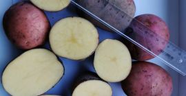 We sale red potatoes , variety Rodrigo ( very