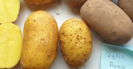 We sale yellow potatoes Queen Anna. Packing 15 kg.