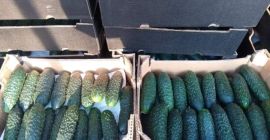 Ground cucumber for more information on the phone