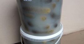 Cucumbers come from their own plantation pickled in barrels