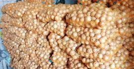 Varietà di cipolle Rijnsburger 5, sfuso o sacco da