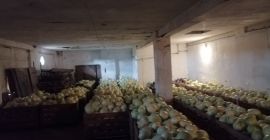 Cavolo bianco di diversi tipi