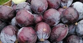 Red cabbage in heads, pickled or shredded