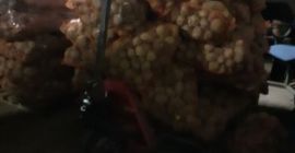 Съедобный картофель сорта Винета