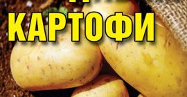 Продаю картофель для потребления средней и большой фракции, выращенный
