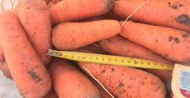 vânzarea morcovului cascada soi de înaltă calitate