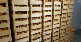Gekühlter Pilz, Lieferung nach Europa.