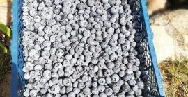 Friss áfonyát fogok eladni. Ár, csomagolás, mennyiség egyeztetendő. Felkérünk