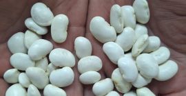 Продам оптом фасоль Jaś Karlowy 100/135 шт/100 гр. Фасоль