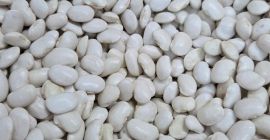 Продајем велепродајне количине пасуља сорте Јаш Карлови, 100/135 ком/100