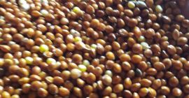 Millet for sale, purity from 98% to 99.9%, no