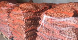 Продајем семенски кромпир Царрера и Аризона у селима изједначеним