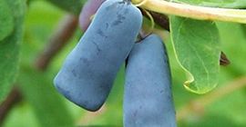 Offriamo bacche di kamchatka congelate per l&#39;acquisto. Disponibile 22